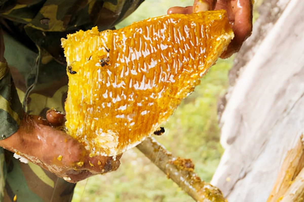 喜马拉雅山采蜜人：专供尼泊尔皇室，每公斤高达3500美元