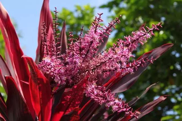 一根枝条就能活的绿植,一根枝条插上就能活的花