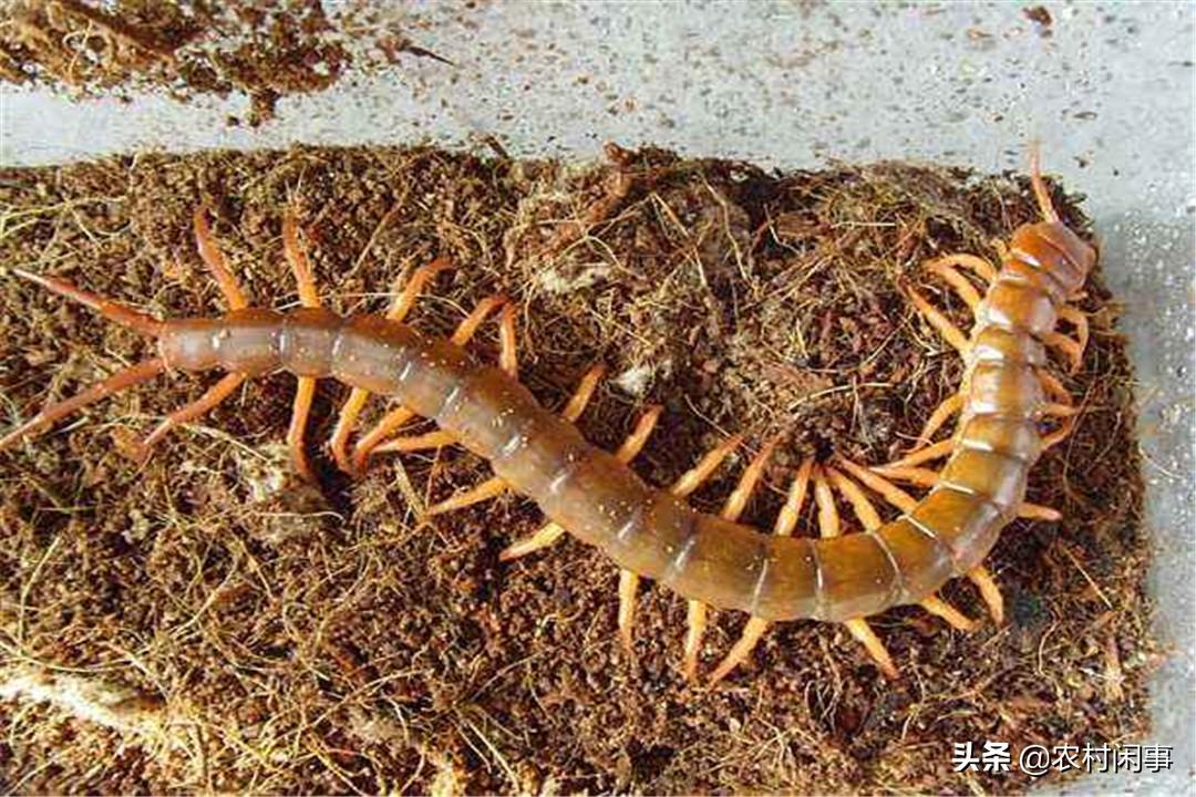江西人养殖蜈蚣致富方法,蜈蚣的销路怎么样