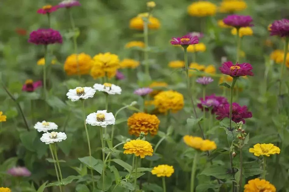 看到花的时候，不知是什么花？那就收下这份百花图谱