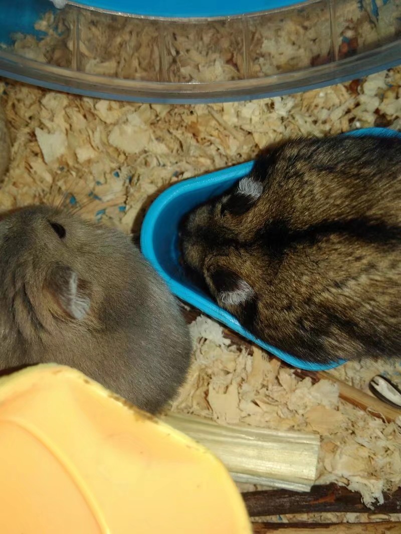 养仓鼠的注意事项和禁忌,养熊类仓鼠的注意事项