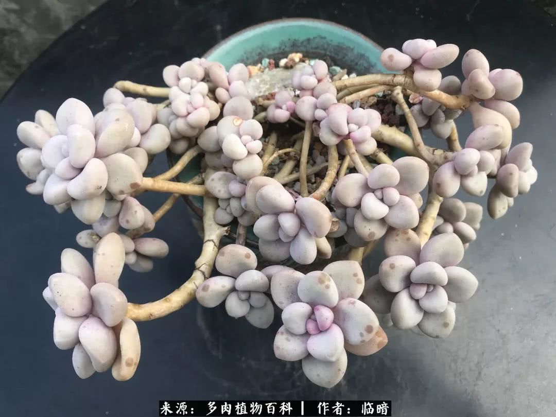 多肉带给我的感情,多肉给人们带什么作用