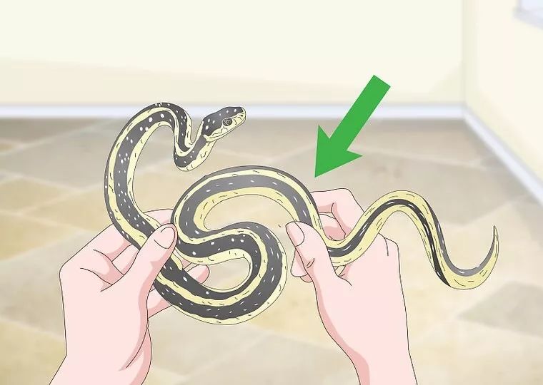 合法饲养宠物蛇,宠物蛇饲养视频