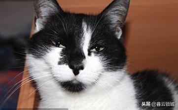 猫狗咬伤别大意,猫狗咬伤如何正确处理