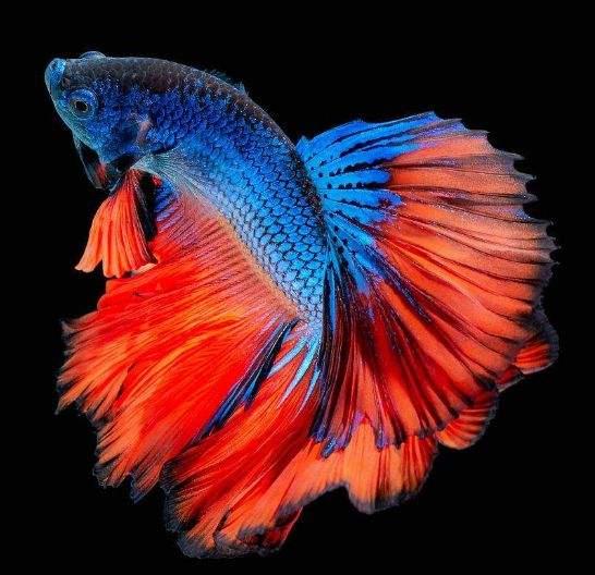 泰国斗鱼如何养出好的状态,泰国斗鱼养殖用什么缸养