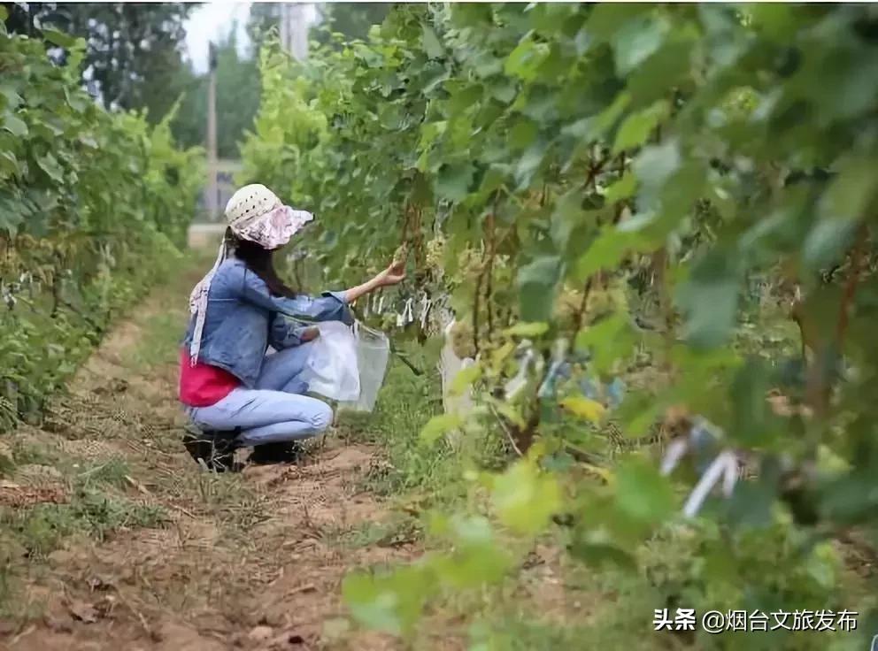 閬囪閱夌編閲戠,閬囪閱夌編閲戠鏂囨梾绯诲垪娲诲姩鍙戝竷
