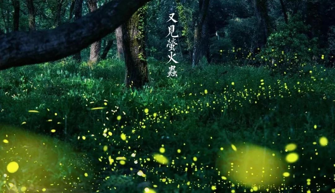 丽水上热搜,浙江丽水现萤火虫星海