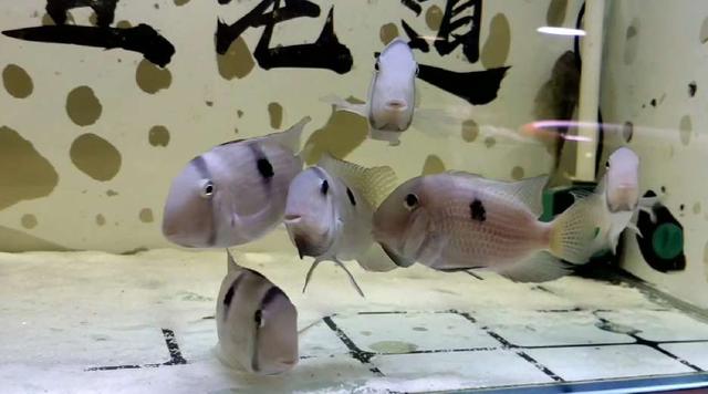 这个事情不是闹着玩的，室内养鱼很多的鱼友，一定要看这篇文章