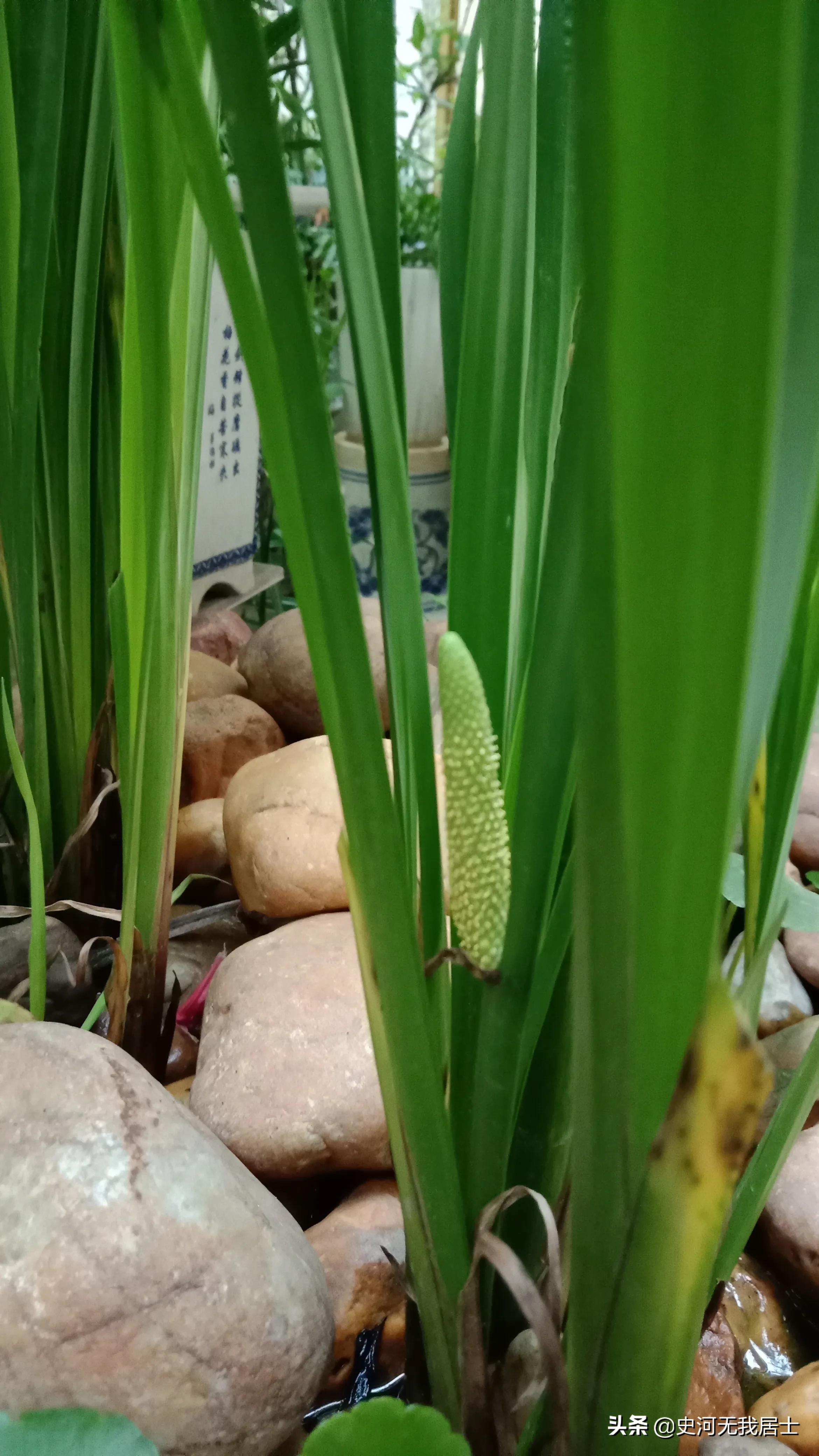 时光荏苒白驹过隙的诗,紫苏与时光荏苒