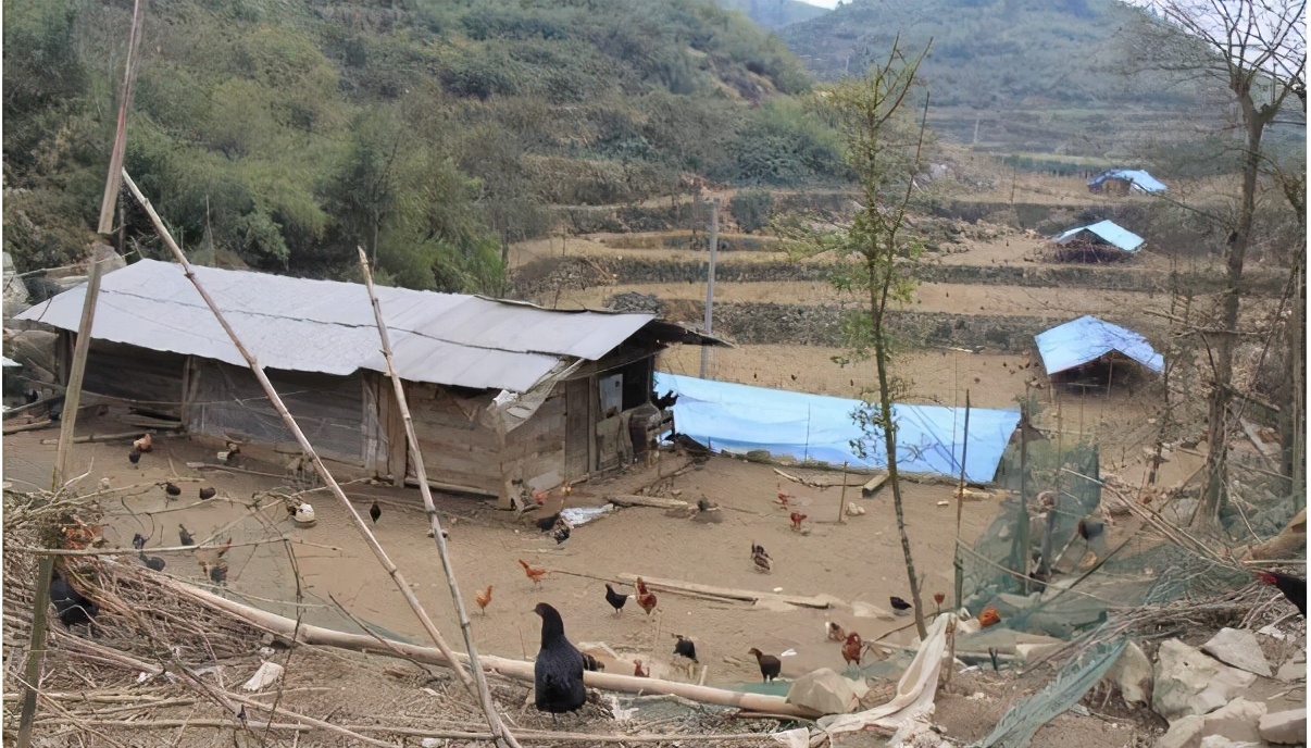 鸡群不活跃是怎么回事,鸡群反复发病怎么回事