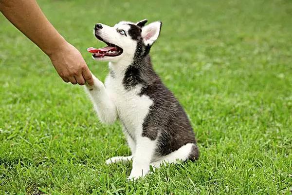 狗狗驱虫6大误区很多主人还在犯,科普那些你不知道的狗狗小秘密