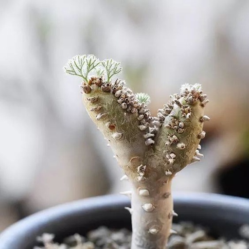 世界十大罕见花卉,世界名贵花卉高清大图