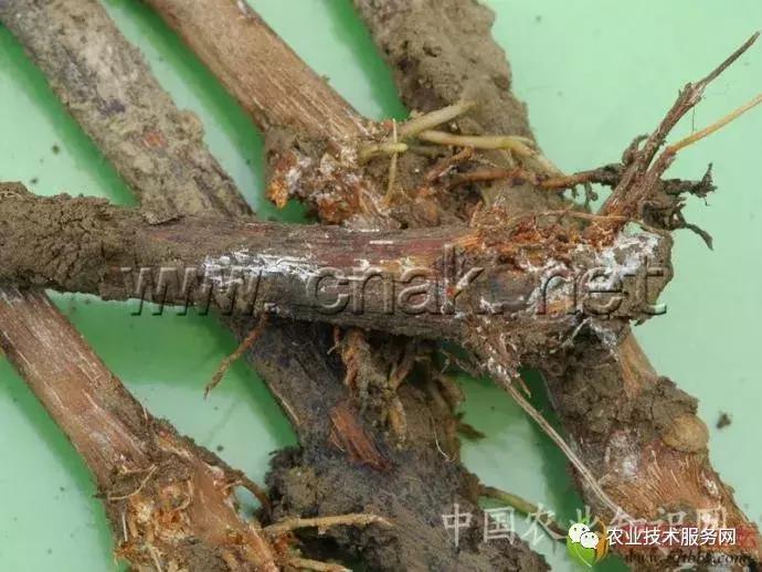 葡萄花前主要病害,葡萄病害图片大全大图