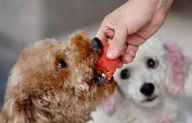 泰迪犬优点和缺点,巨型泰迪犬的缺点和优点