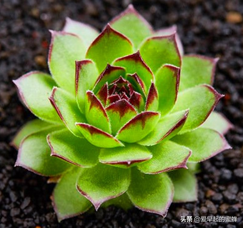 观音莲种了快一个月不长,观音莲断了怎么养