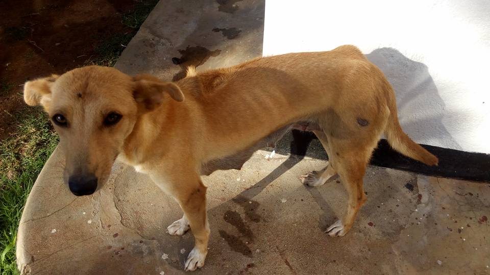 狗狗挑食怎么给狗狗喂得胖胖的,狗狗吃得少不胖怎么办