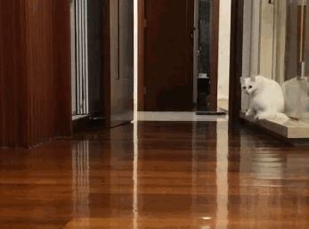 捡到只流浪猫对自己非常好怎么办,十天前捡到流浪猫现在怎么样了