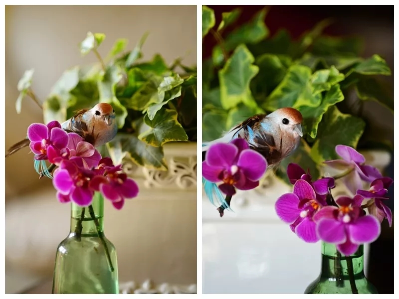 蝴蝶兰难养,蝴蝶兰开花后需要做好的养护要点