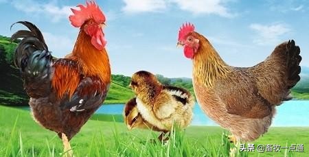 肉鸡规划养殖规模怎么算的,肉鸡场规划设计图