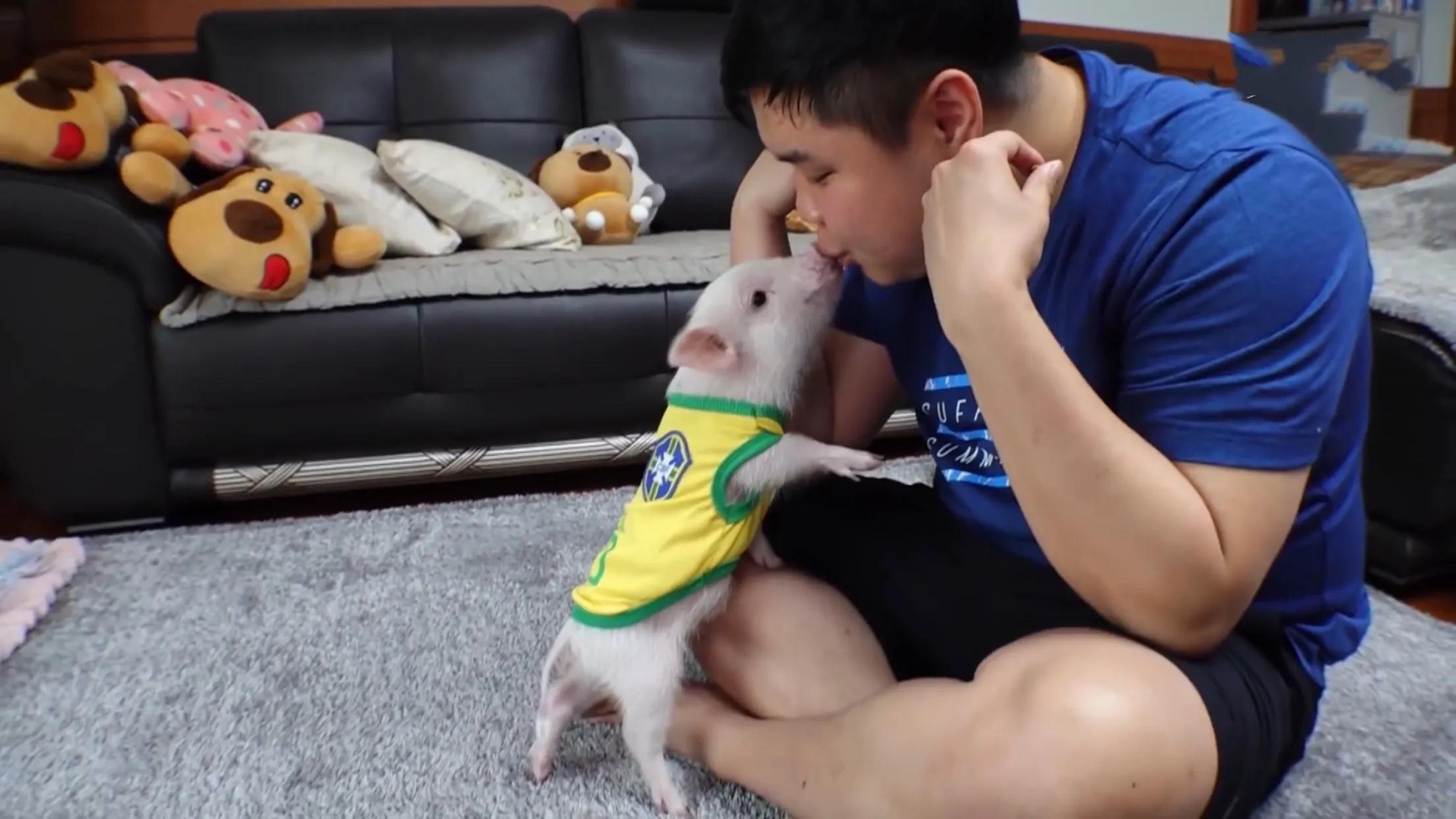 小猪的智商高达多少 (韩国最聪明的小猪)