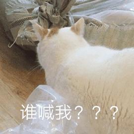猫咪的八种习性图片,猫咪的七种性格