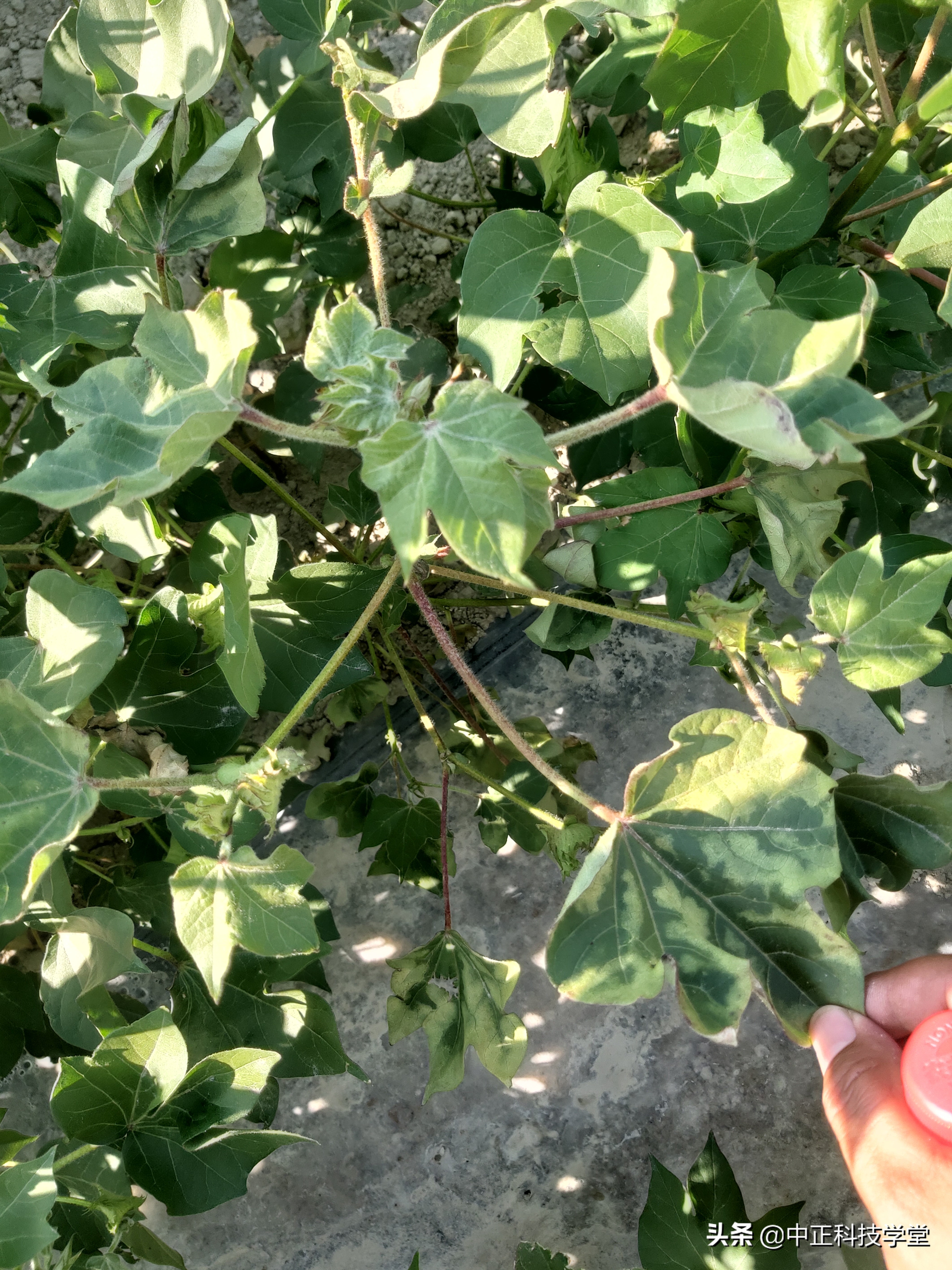 棉花缺肥的各种症状,棉花枯黄萎病怎么发生的