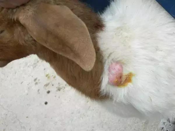 「微课堂」羊身上长大脓包怎么处理？