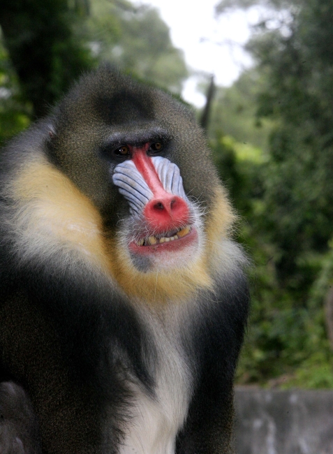 巨大食蚁兽的舌头,大食蚁兽的特点
