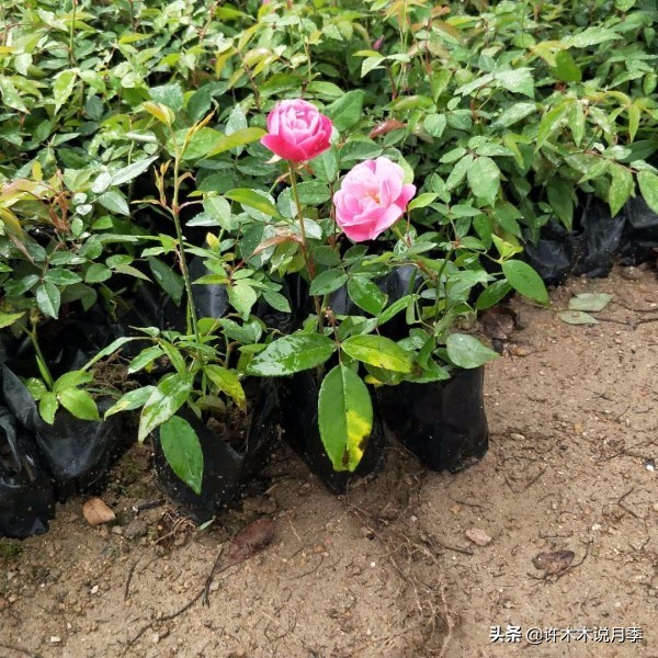买月季还被骗？教你远离月季网购陷阱，辨别真伪拒绝蔷薇小白花