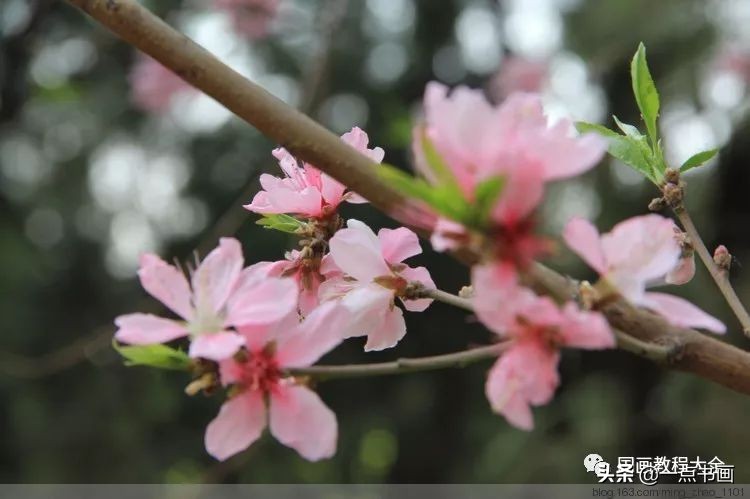 国画桃花颜色怎么调,徐湛教桃花国画画法