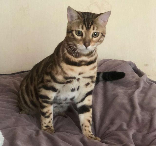 平时给猫吃什么比较好,可以每天给猫吃肉吗