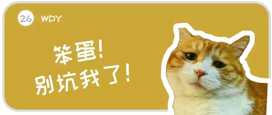 夏季猫咪待在阳台怎么降温,猫咪物理降温正确方法