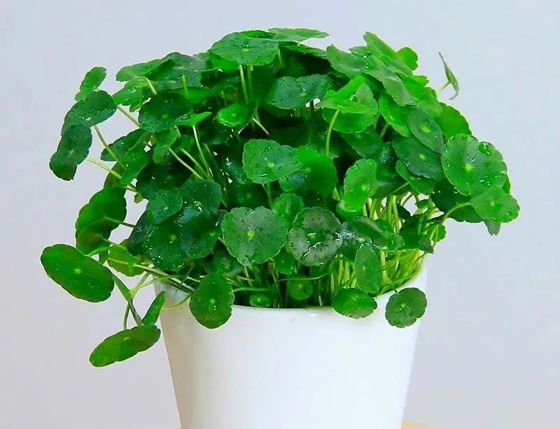 铜钱草叶子黄水培方法,铜钱草叶子黄怎么管理