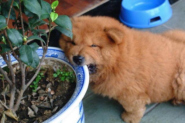 养狗新手养松狮可以吗,松狮犬掉毛厉害吗