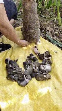 搞笑gif趣图这只狗狗是不是开挂了,搞笑gif趣图乌龟泼猴你别推我