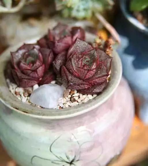 推荐轻松玩转100种常见多肉植物,700种多肉植物图鉴pdf百度云