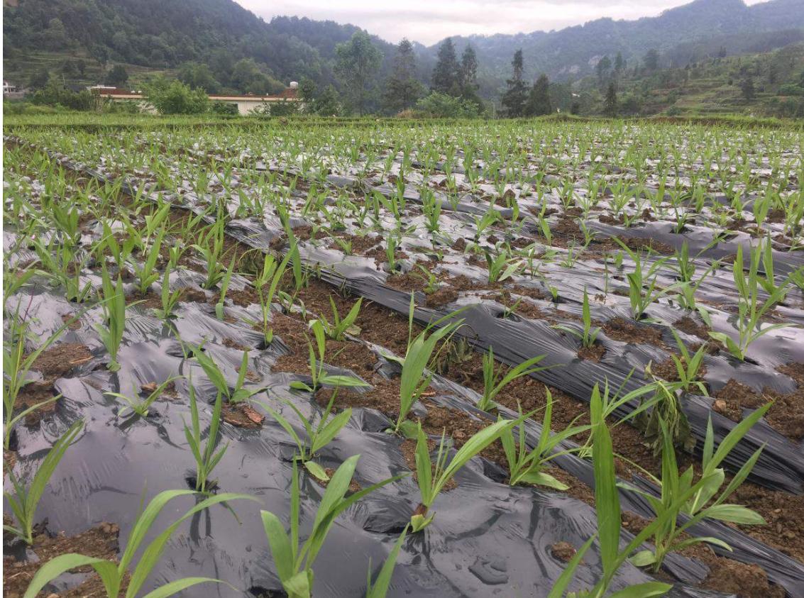 亩产500斤的产量多少,亩产3000斤1斤卖500元