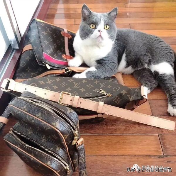 大家的包包和宠物,都太可爱了!