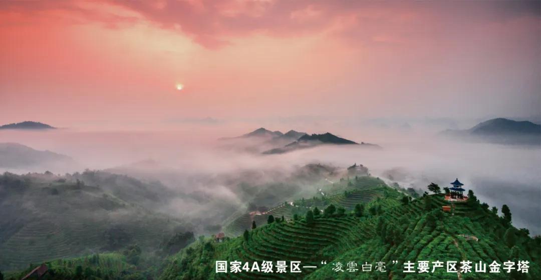 征集凌云白毫广告词，8000元=你的一句美言