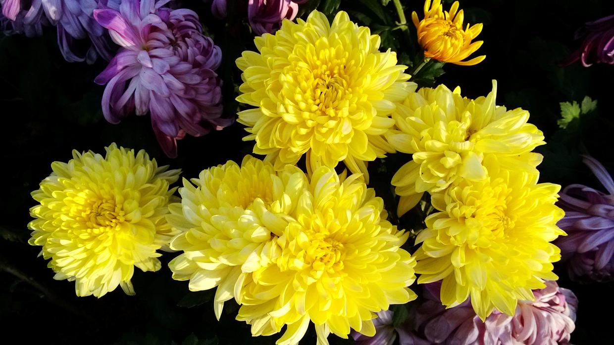 招财养什么绿植好养活呢,什么绿植好养又招财