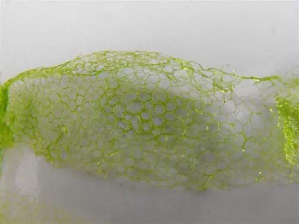 水产养殖业藻类的生命周期,水产养殖常见藻类植物