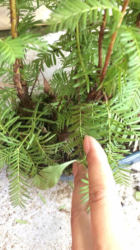 新手也能学会的修剪盆景技巧,枸杞盆景修剪技巧图解