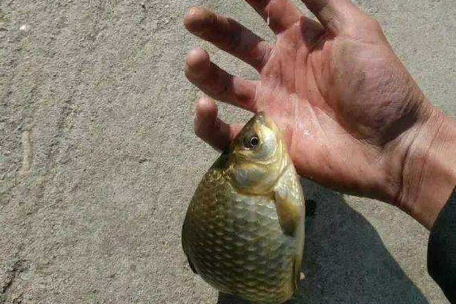 水底有草怎么办,水底有草该如何调钓