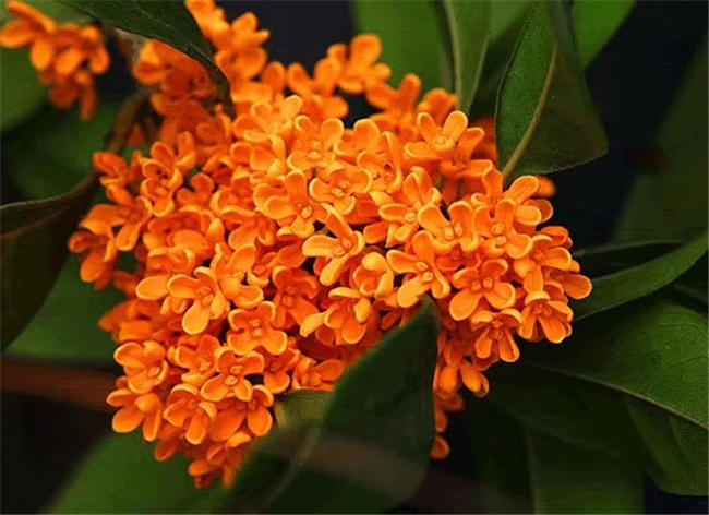 有什么风水树适合放在家里,旺家风水的花树