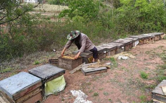 沙门子农场的养蜂人
