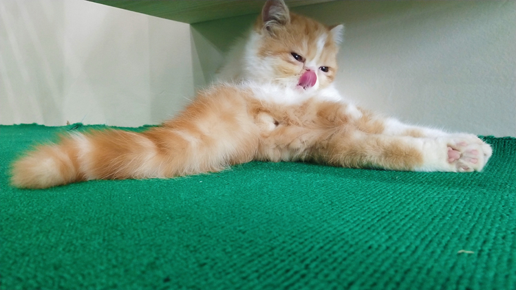 猫咪生病或者不健康会有什么症状,猫咪状态不对