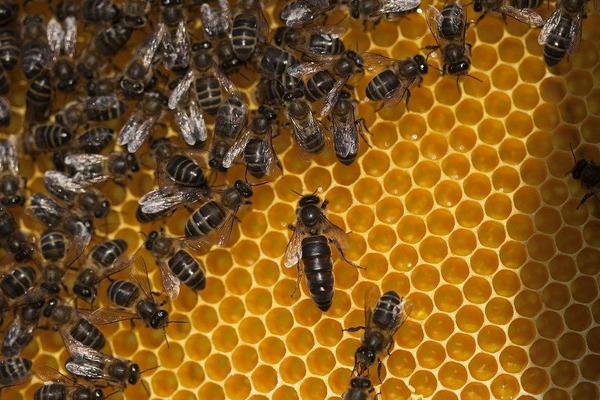 学养蜂的基础知识,养蜂基础知识和技巧