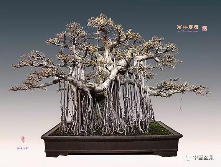 陈文图老师,陈文图盆景欣赏