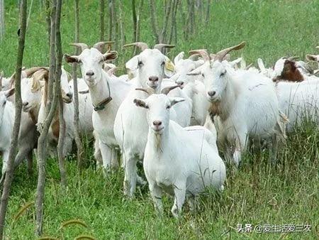 农村没技术适合干什么,没本钱没技术在农村怎么创业项目