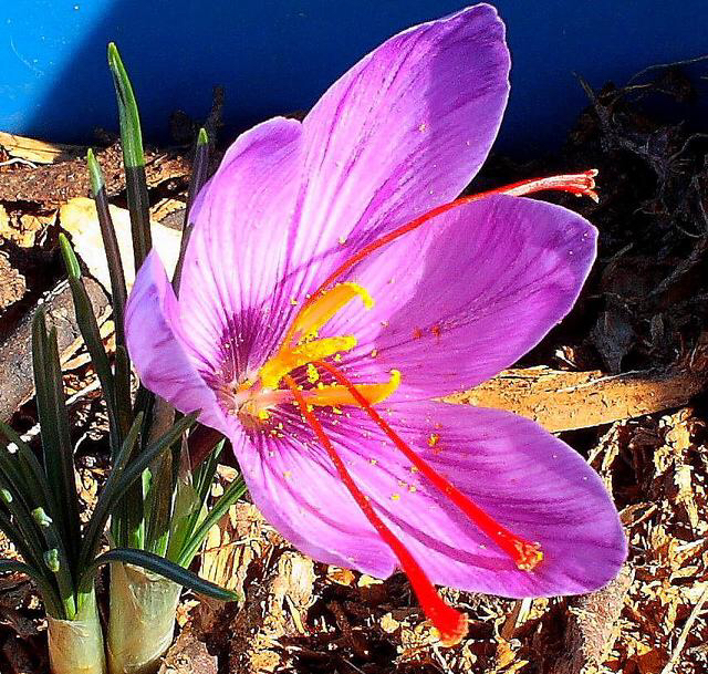 中药材红花用量,中药材红花收购价格表